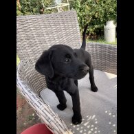 Labrador Retriever - Dogs