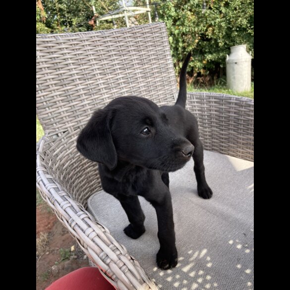 Labrador Retriever - Dogs