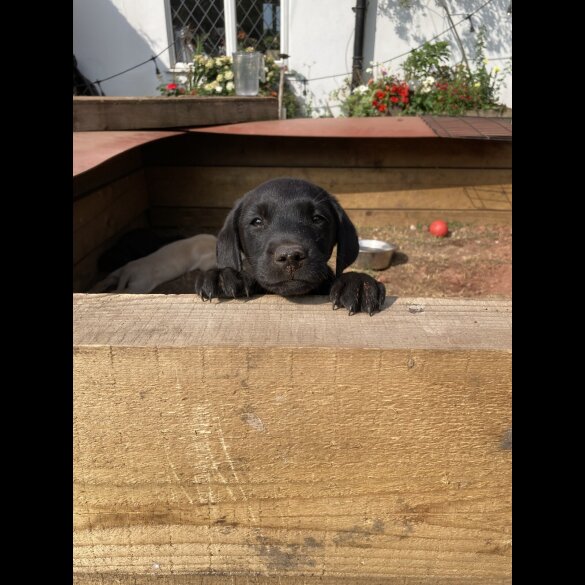 Labrador Retriever - Dogs