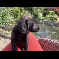 Labrador Retriever - Dogs