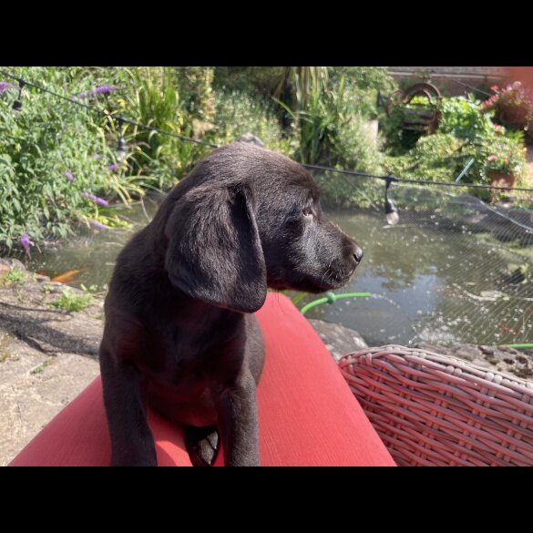 Labrador Retriever - Dogs