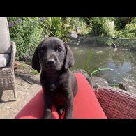 Labrador Retriever - Dogs