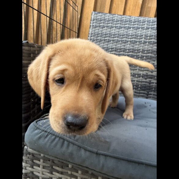 Labrador Retriever - Both