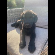 Labrador Retriever - Dogs
