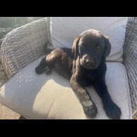 Labrador Retriever - Dogs