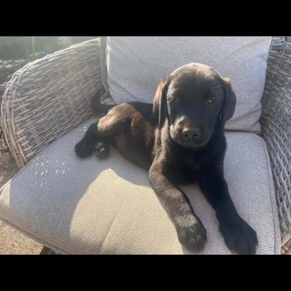 Labrador Retriever - Dogs