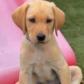 Labrador Retriever - Both