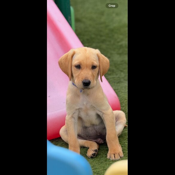 Labrador Retriever - Both