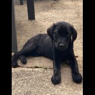 Labrador Retriever - Both