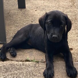 Labrador Retriever - Both