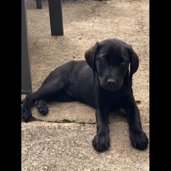 Labrador Retriever - Both