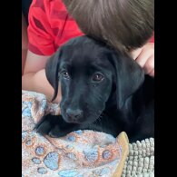 Labrador Retriever - Both
