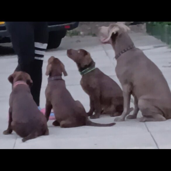 Labrador Retriever - Dogs