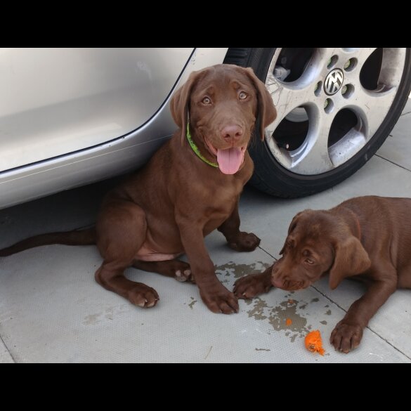 Labrador Retriever - Dogs