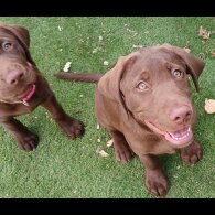 Labrador Retriever - Dogs