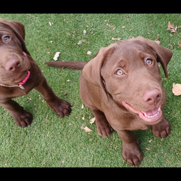 Labrador Retriever - Dogs