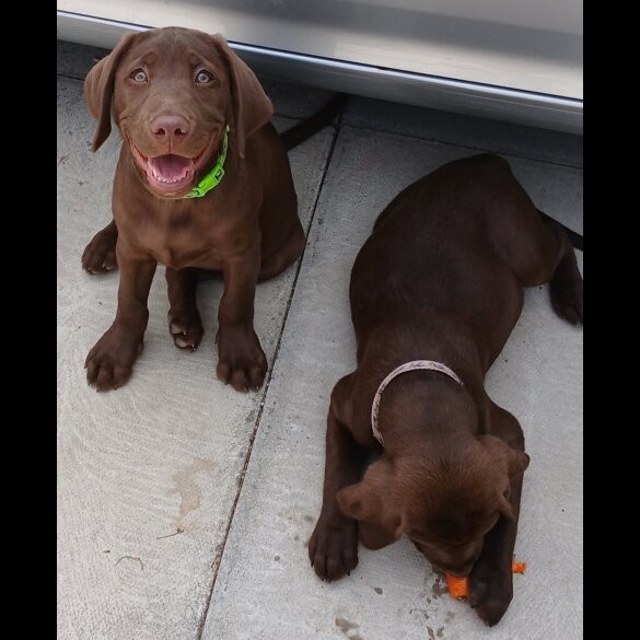 Labrador Retriever - Dogs