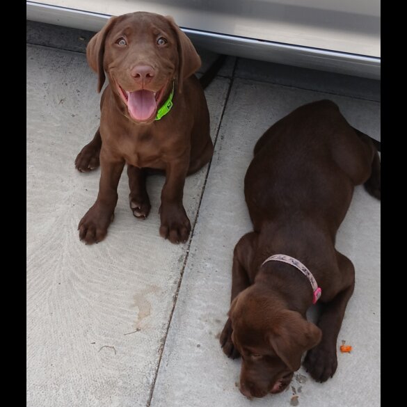 Labrador Retriever - Dogs