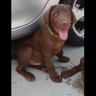 Labrador Retriever - Dogs