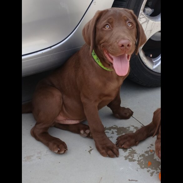 Labrador Retriever - Dogs