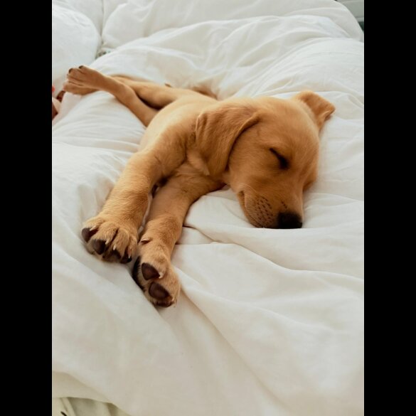 Labrador Retriever - Dogs