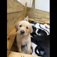 Labrador Retriever - Both