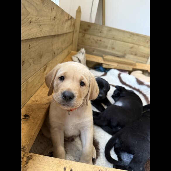 Labrador Retriever - Both