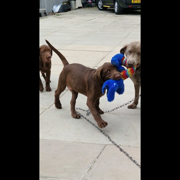 Labrador Retriever - Both
