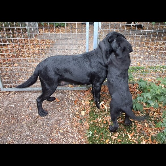 Labrador Retriever - Both