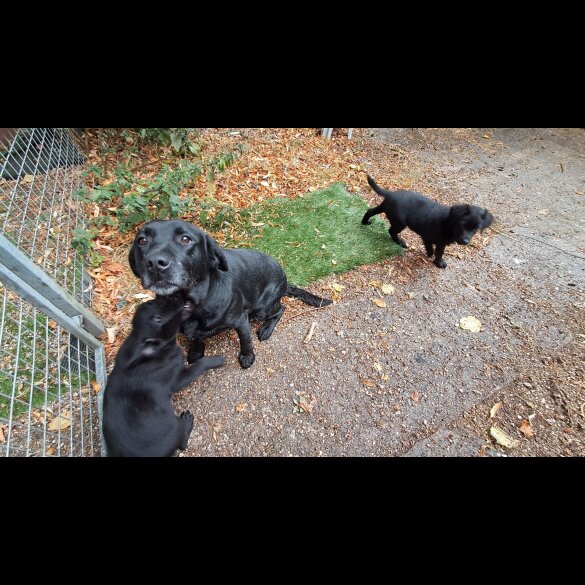 Labrador Retriever - Both