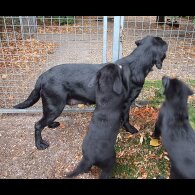Labrador Retriever - Both