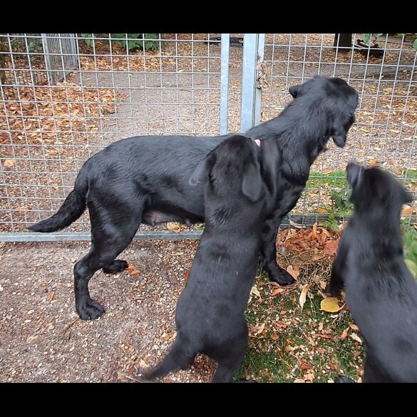 Labrador Retriever - Both