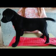 Labrador Retriever - Both