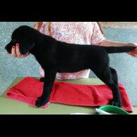 Labrador Retriever - Both