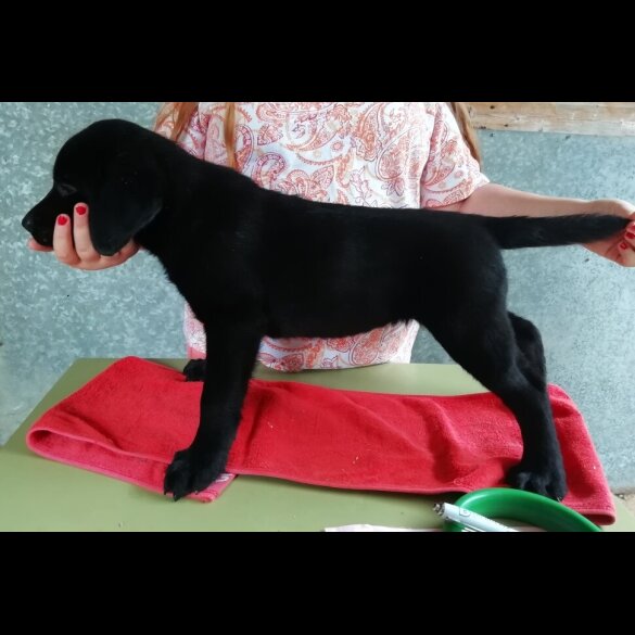 Labrador Retriever - Both