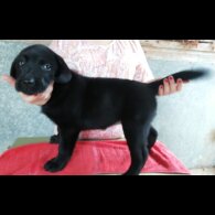 Labrador Retriever - Both