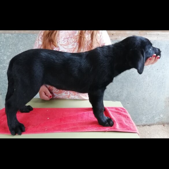 Labrador Retriever - Both
