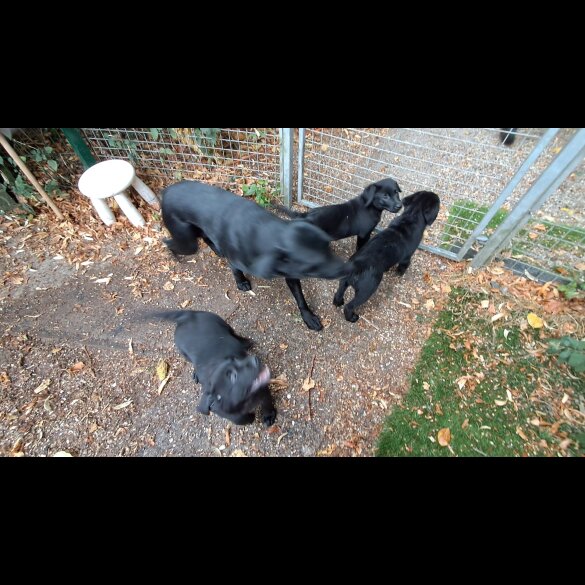 Labrador Retriever - Both