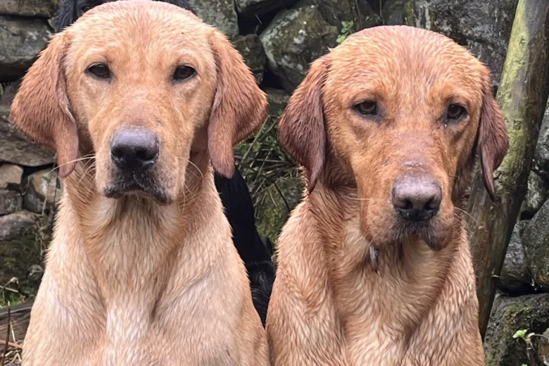 Labrador Retriever