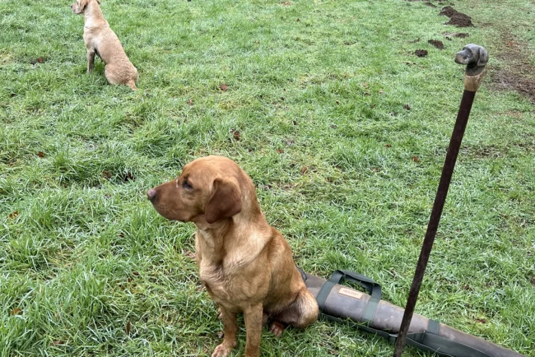 Labrador Retriever