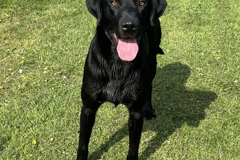 Labrador Retriever