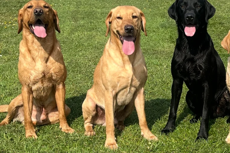 Labrador Retriever