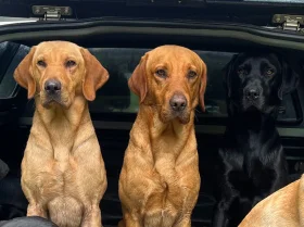Labrador Retriever