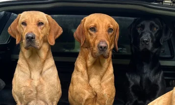 Labrador Retriever
