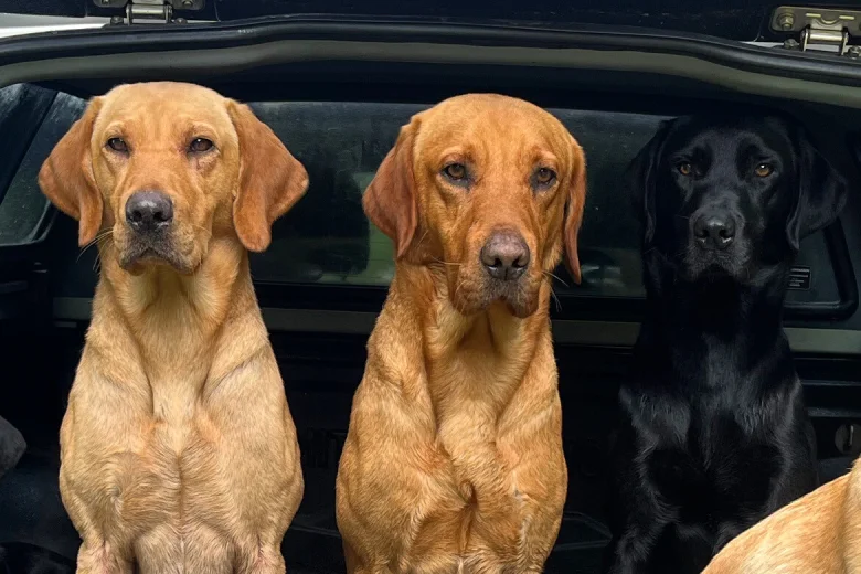 Labrador Retriever