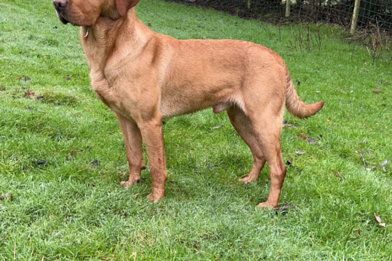 Labrador Retriever