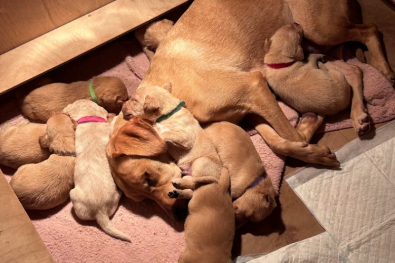 Labrador Retriever