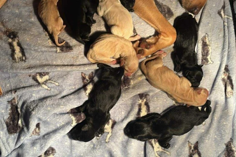 Labrador Retriever