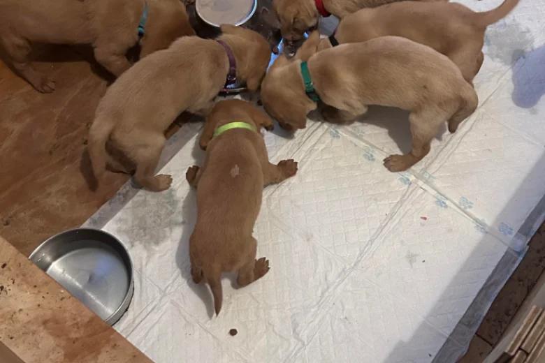 Labrador Retriever