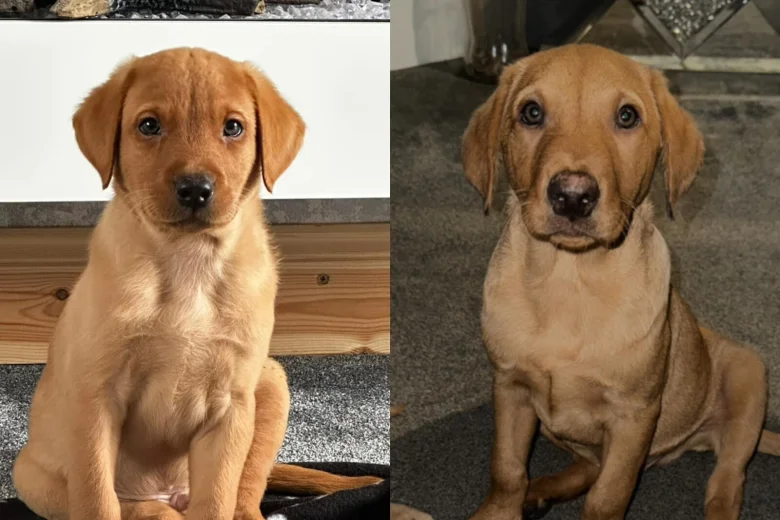Labrador Retriever